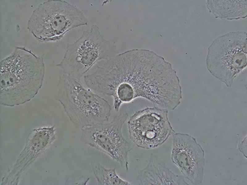 Buňky BSC-1 