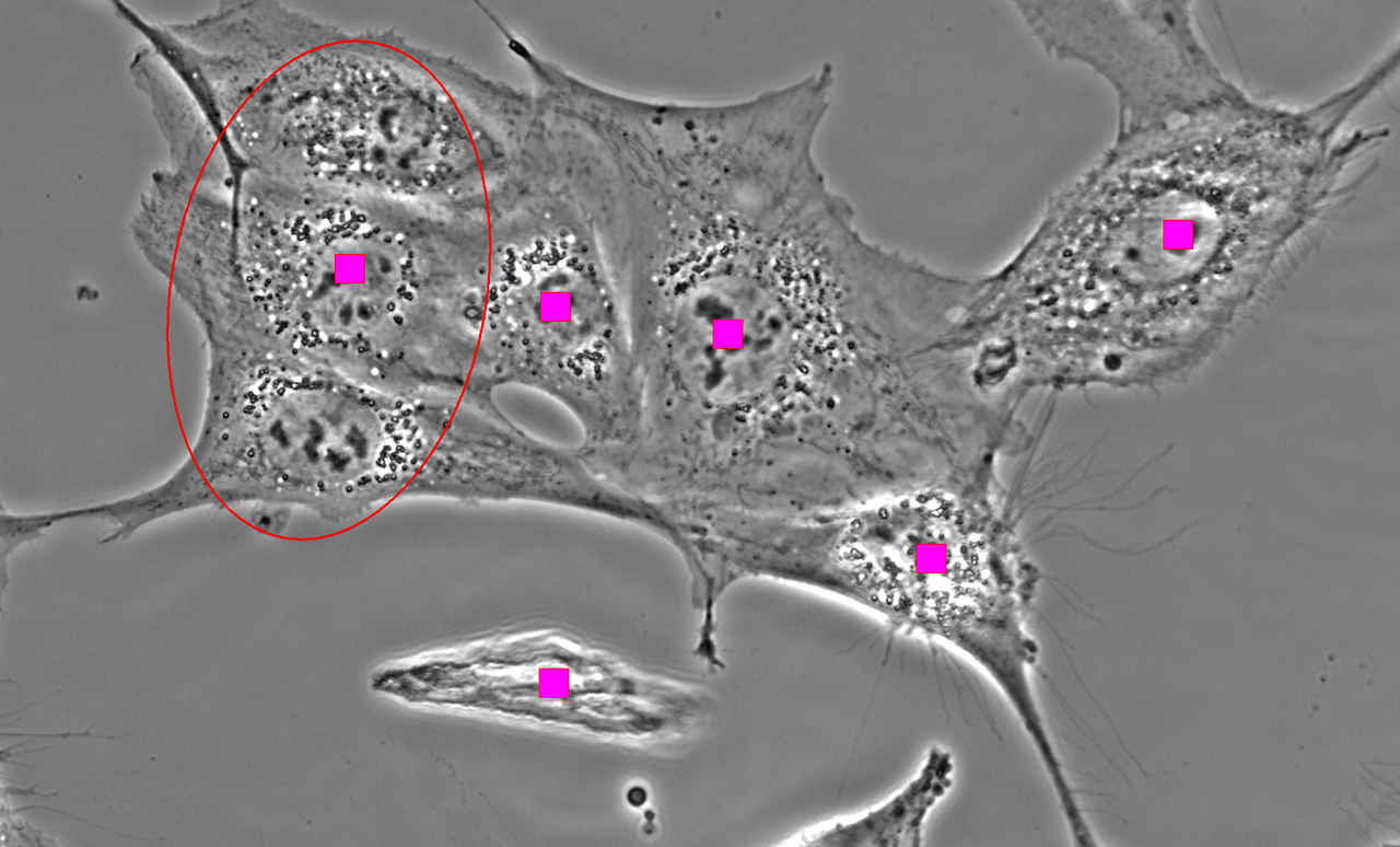 Cell counting