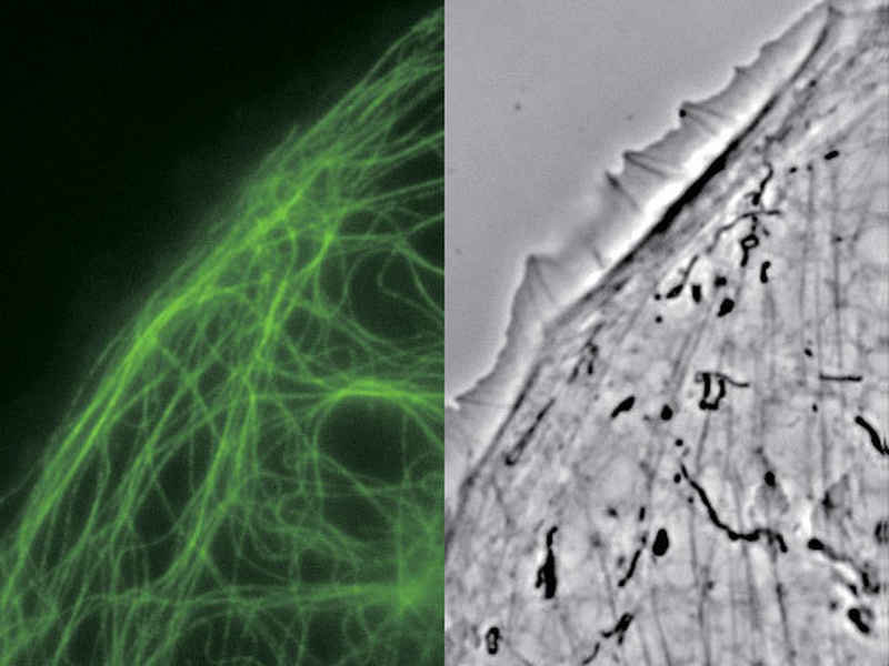 PTK1 cells Nikon