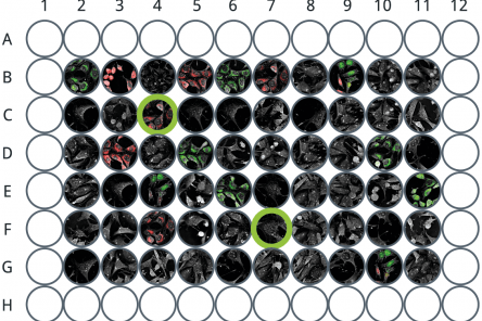 Automated Live Cell Imaging - CX-A