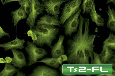 TS2-fluorescence