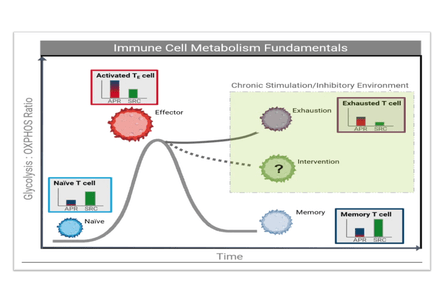  Seahorse XF T Cell Metabolic Profiling Kit