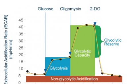 Seahorse XFp Glycolysis Stress Test Kit