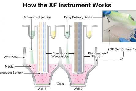Jak funguje analyzátor Seahorse XF pro měření metabolismu buněk