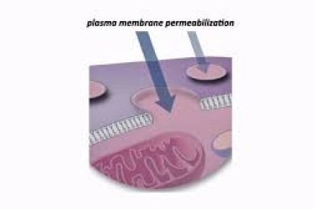 Seahorse XF Plasma Membrane Permeabilizer