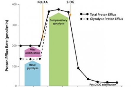 Seahorse XF Glycolytic Rate Assay Kit