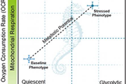 Seahorse XF Cell Energy Phenotype Test Kit