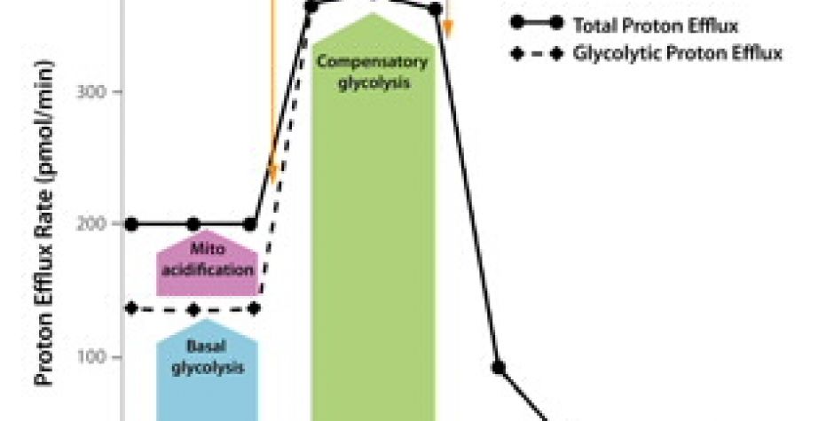 Seahorse XF Glycolytic Rate Assay Kit