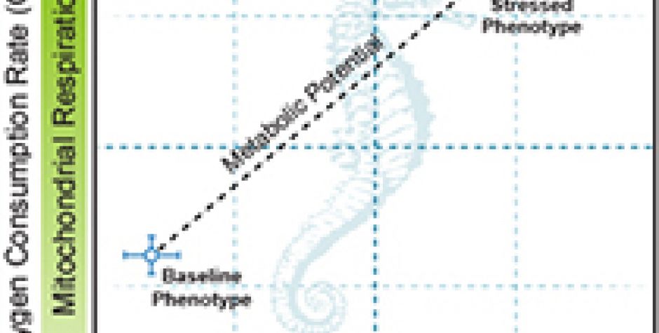 Seahorse XF Cell Energy Phenotype Test Kit